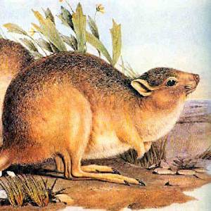 Desert Rat-Kangaroo