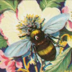 California Is A Bee Paradise, John Muir