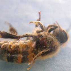 Varroa Mites Discovered In Maryland