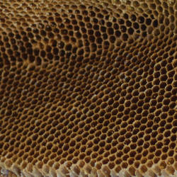 Hive Losses Range From 30 - 90 Percent