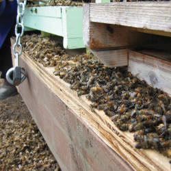 Jim Doan, A Beekeeper, Loses His Hives