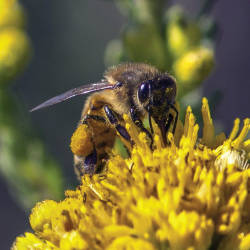 The European Commission Enacts A 2 Year Ban On Neonicotinoids