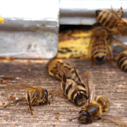 Colony Collapse Disorder (ccd) Recognized As An Urgent Crisis