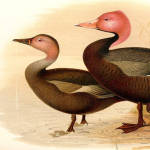 Pink-headed Duck