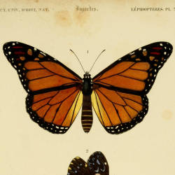 Monarch Name Coined By Samuel H. Scudder