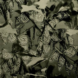 First Suggestion That Monarchs Migrate To Mexico, Jennie Brooks