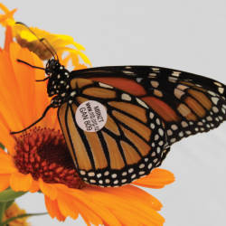 Monarch Tracking Device Developed