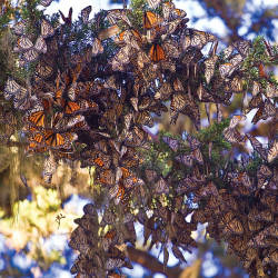 Monarch Population Record Keeping Begins In Overwintering Sites In Mexico