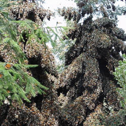 Monarch Population Estimated To Be 1 Billion