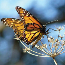 The Lowest Numbers Of Monarch Butterflies Ever Recorded At Overwintering...