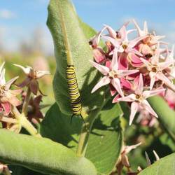 Monarch’s Reign Threatened