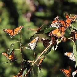 Monarch Population Declined By 68% In 22 Years