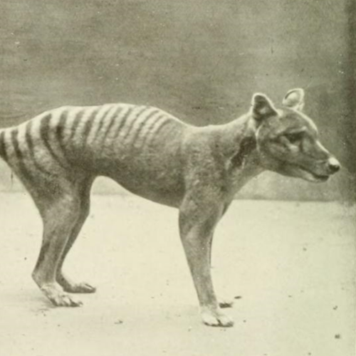 What is missing? | Tasmanian Tiger / Thylacine