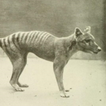 Tasmanian Tiger / Thylacine