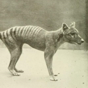 Tasmanian Tiger / Thylacine