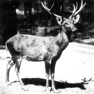Schomburgk's Deer