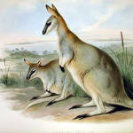 Toolache Wallaby