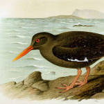 Canarian Black Oystercatcher