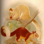 Dangs Giant Squirrel