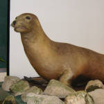 Japanese Sea Lion Extinct