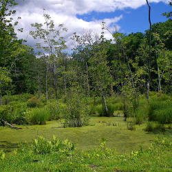 As Sea Levels Rise, Hudson River Wetlands Expand