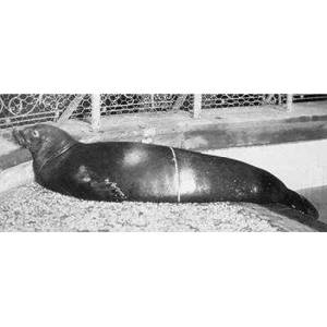 Caribbean Monk Seal Extinct