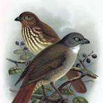 North Island Piopio
