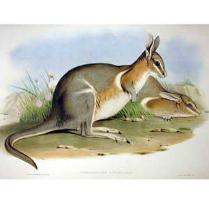 Crescent Nail-tail Wallaby