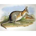 Crescent Nail-tail Wallaby