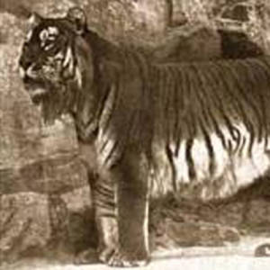 Caspian Tiger Extinct