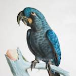 Glaucous Macaw