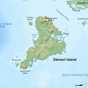 Greater Short-tailed Bat