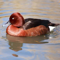  Lake Nasser A Home For Endangered Birds