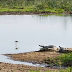 More Than 2,500 Nile Crocodiles In Lake Nasser