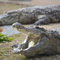 Crocodile Numbers Down Due To Poaching