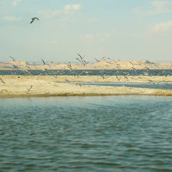 Lake Qarun Is Dying