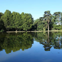 445,000 Trees Of Paris