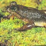 Eungella Gastric-brooding Frog