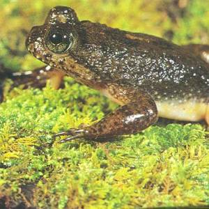 Eungella Gastric-brooding Frog