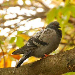 Pigeon Population Sterilized To Protect Monuments