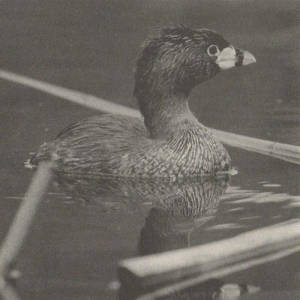 Atitlán Grebe