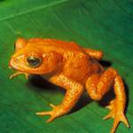 Golden Toad Extinct