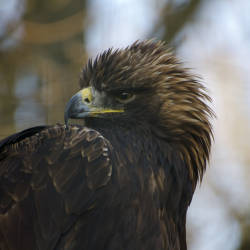 European Conservation Of The Golden Eagle, The Symbol Of Germany