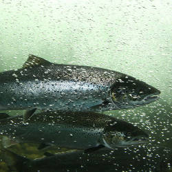 Sieg River Salmon Population Returns, Germany