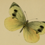 Madeiran Large White