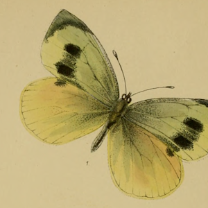 Madeiran Large White