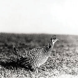 The Last Heath Hen, Nicknamed Booming Ben, Endured Three Winters Alone On His Lek And Vanished Forever At The Age Of Eight