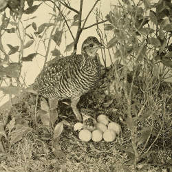 The Heath Hen Makes A Dramatic Recovery Due To Conservation Efforts