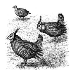 Heath Hen Population Includes Fewer Than 100 Individuals