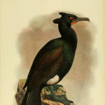 Flightless Cormorant